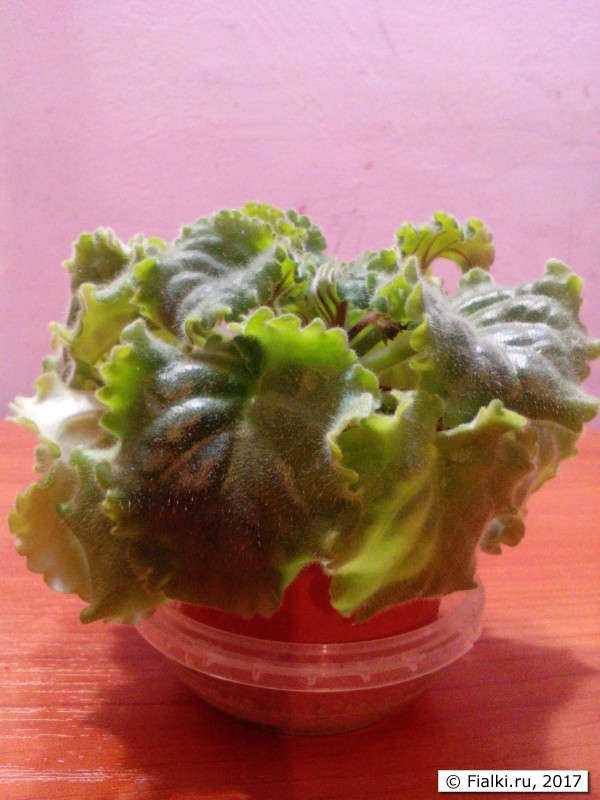 image (5)