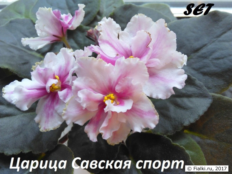 Виардо Фиалка Фото