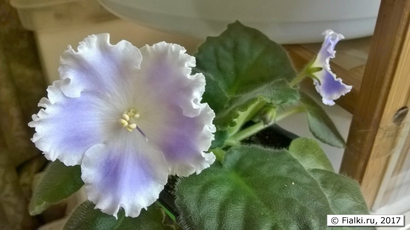 WP_20170517_09_01_40_Pro