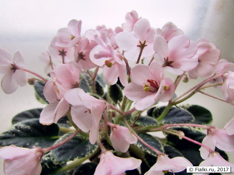 Joy's Pink Halo