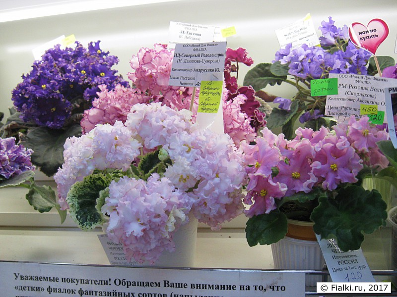 Бетельгейзе фиалка (58 фото)