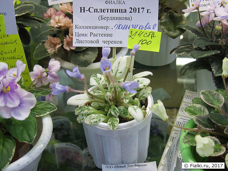 Фиалка ЛЕ-Елена Премудрая спорт