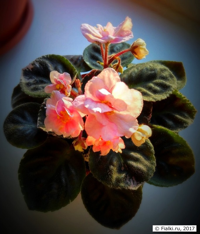 rose