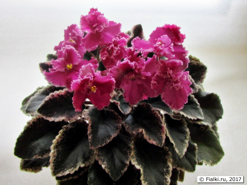 Jolly Frills
