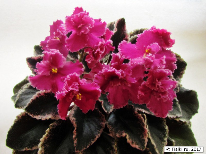 Jolly Frills