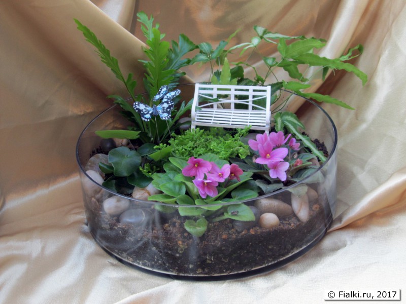 African-violets-terrarium