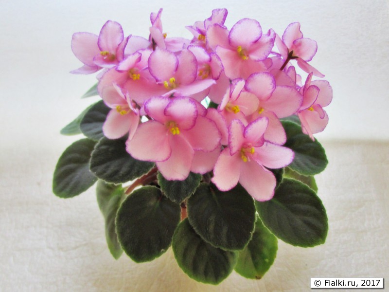 Ness' Pink Confetti
