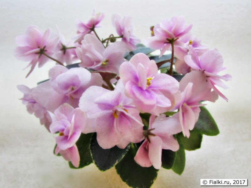 Dean's Rosalie