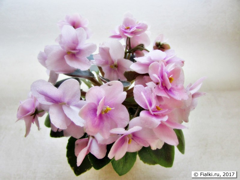 Dean's Rosalie
