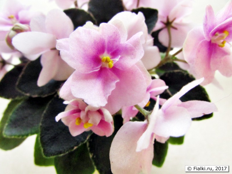 Dean's Rosalie