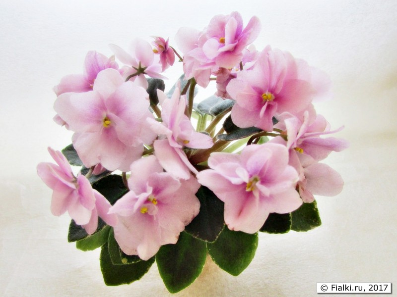 Dean's Rosalie