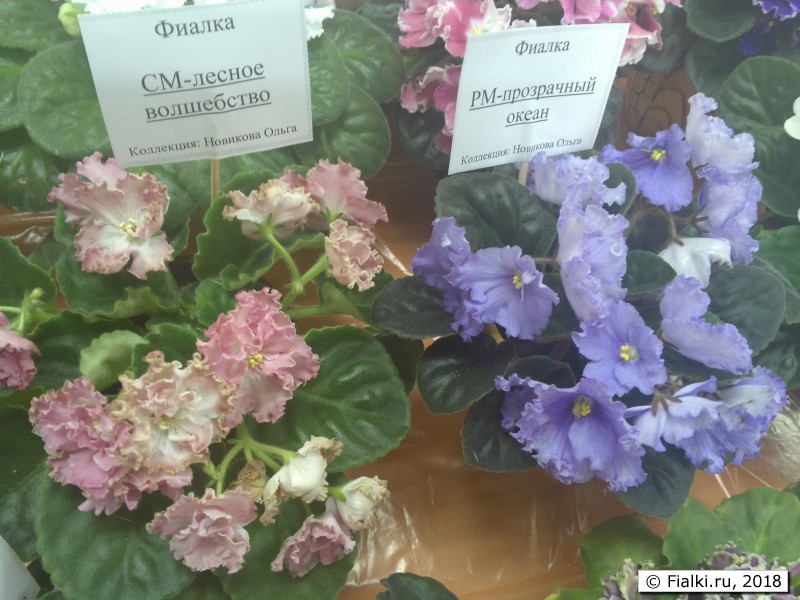 СМ-Лесное Волшебство и РМ-Прозрачный Океан