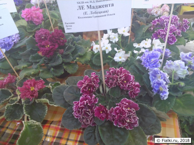 ЛЕ-Маджента