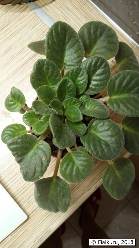 photo_2018-05-27_12-30-35