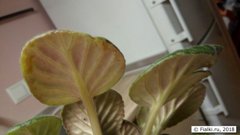 photo_2018-05-30_22-34-47