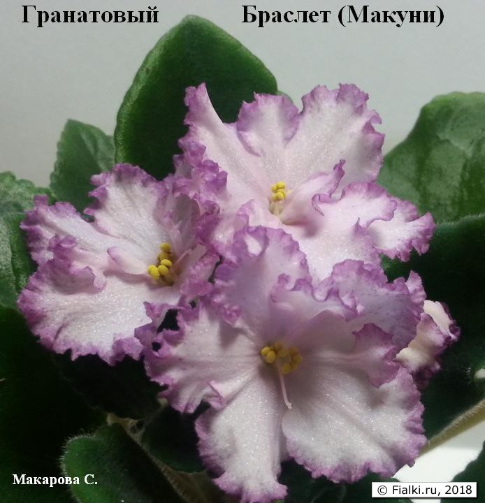гран-браслет-7а