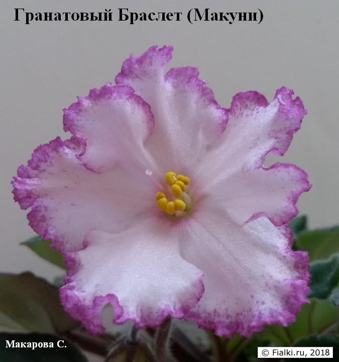 гранатовый-браслет-1жWW