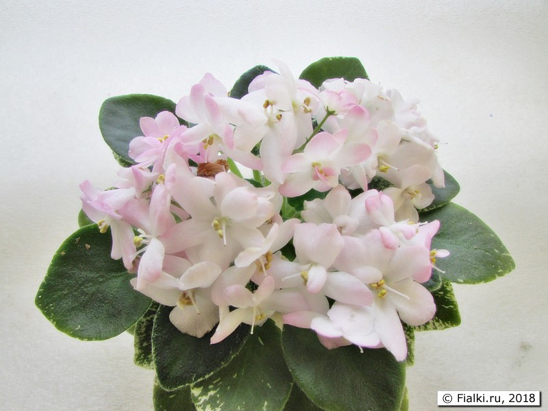Shirl's Touch O'Pink