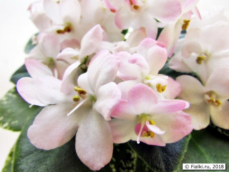 Shirl's Touch O'Pink