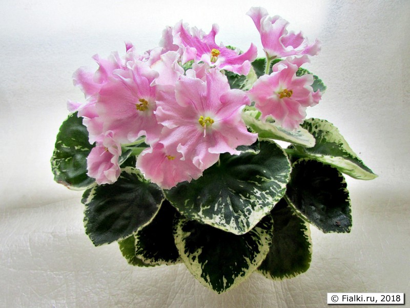 Pink Sensation