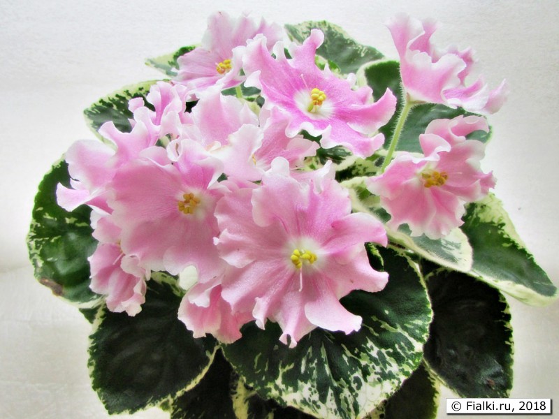 Pink Sensation