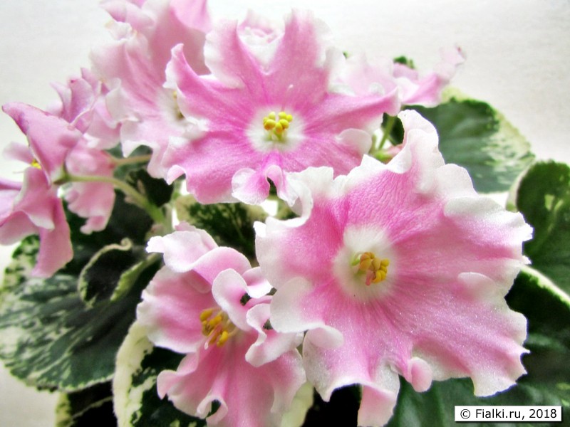 Pink Sensation