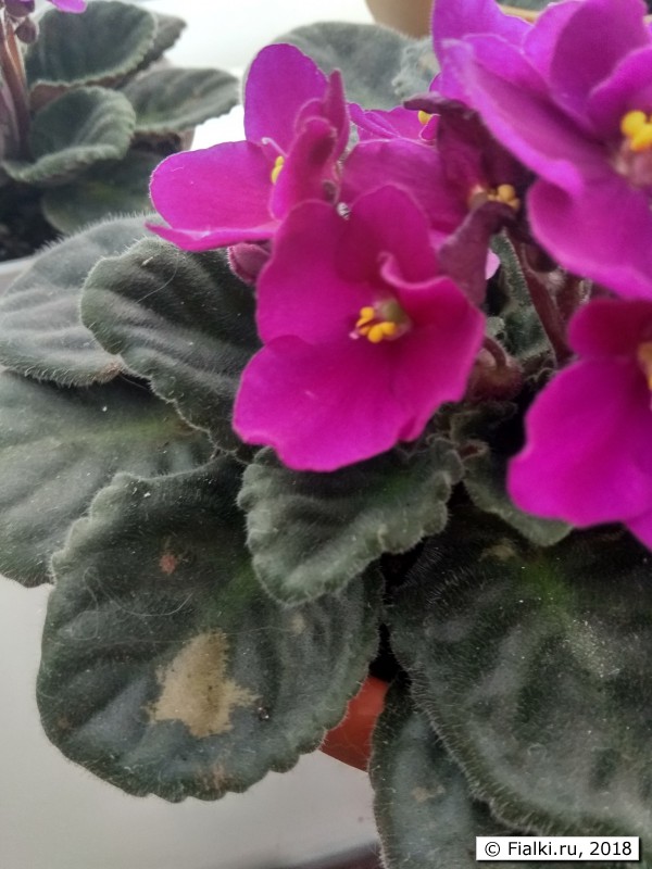 IMG_20180620_134312_HDR