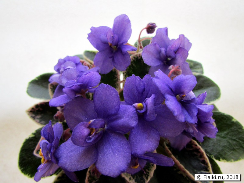 фиалка полярная ночь