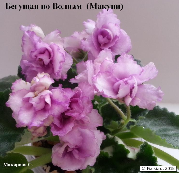 бегущая по волнам-ww