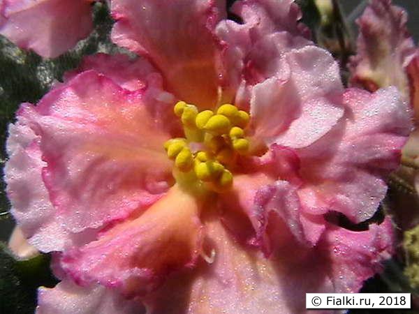Sunkissed Rose спорт