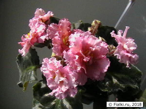 Sunkissed Rose спорт 2