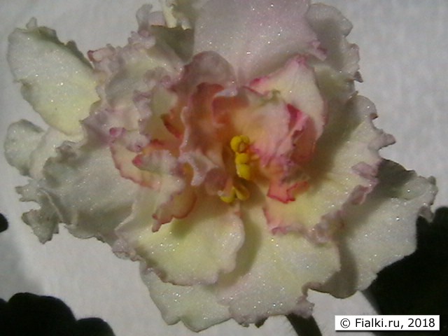 Sunkissed Rose