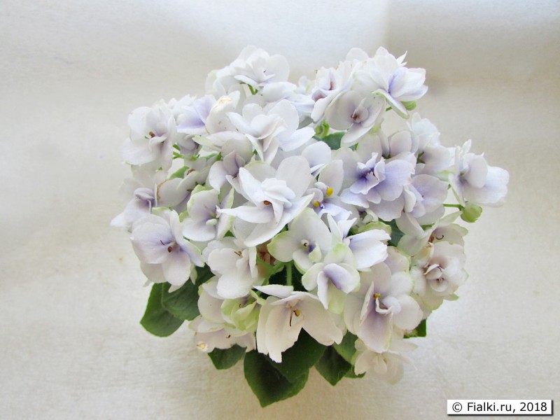 Jolly Orchid