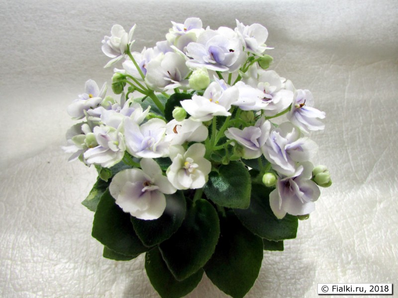 Jolly Orchid