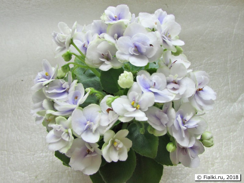Jolly Orchid