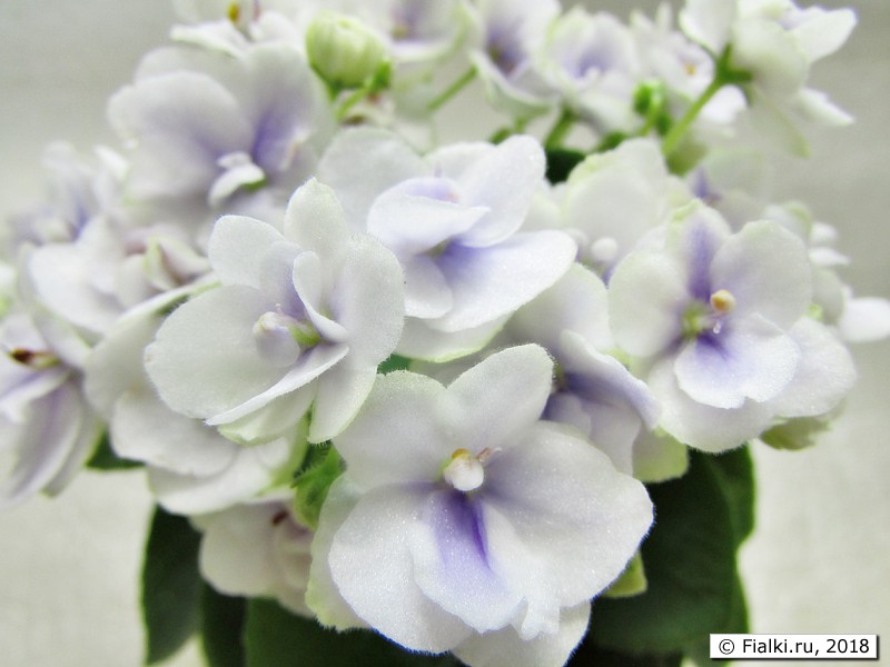 Jolly Orchid