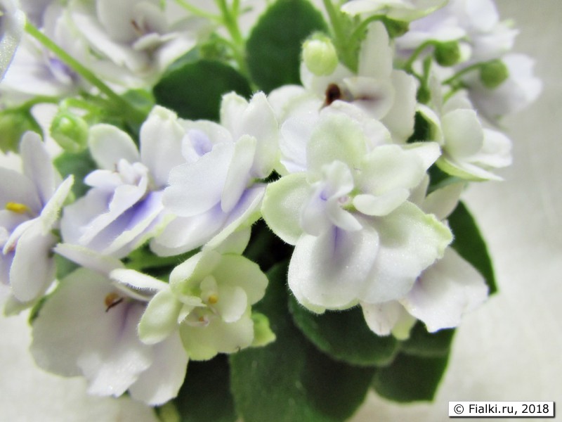 Jolly Orchid