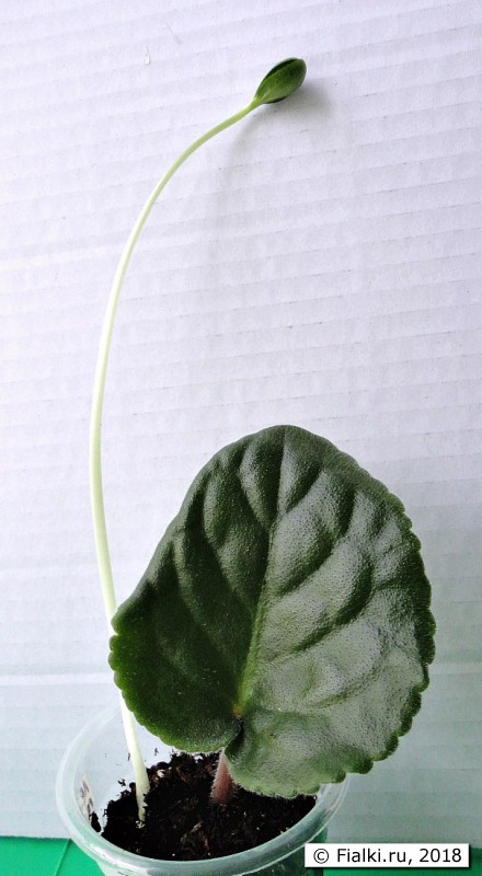SC05217