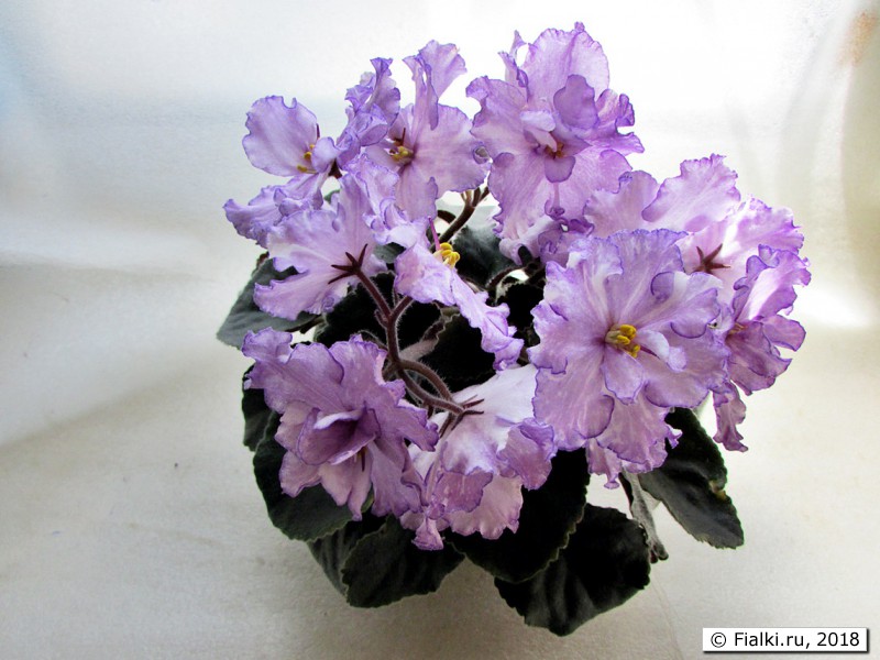  Dn-Fleur