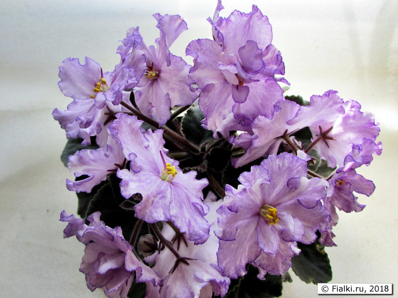  Dn-Fleur