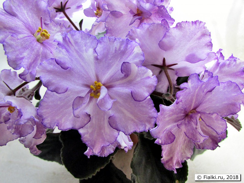  Dn-Fleur