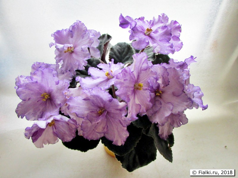  Dn-Fleur