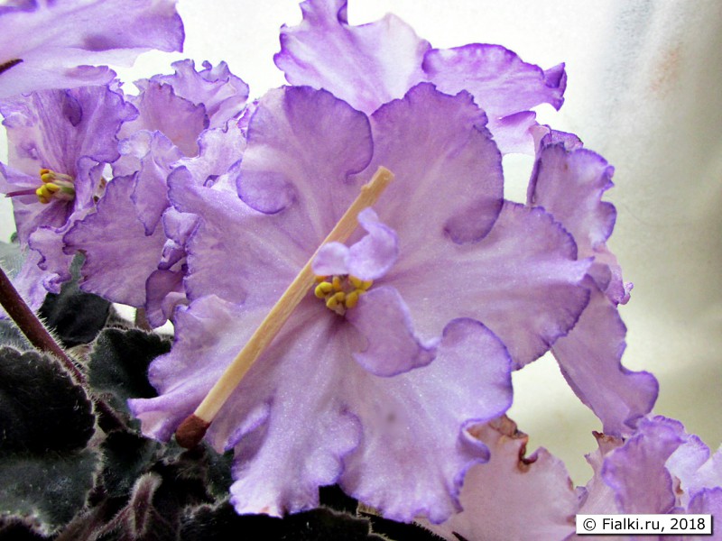  Dn-Fleur