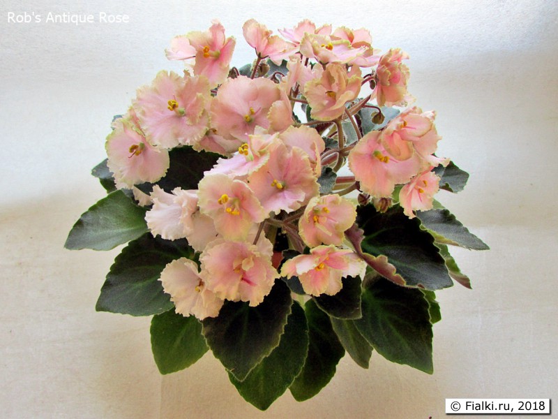 Rob's Antique Rose