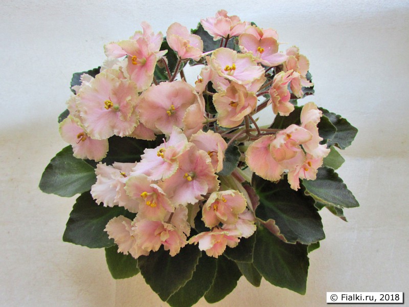 Rob's Antique Rose